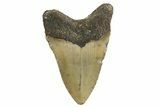 Serrated, Fossil Megalodon Tooth - North Carolina #338546-1